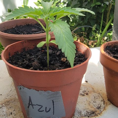 005: "Azul" growlog timeline photo