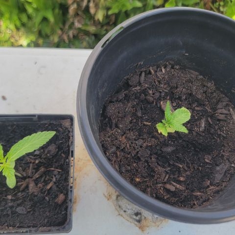 007: "Hella Jelly P5 #1" or AZUL?? growlog timeline photo