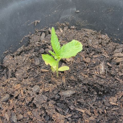 007: "Hella Jelly P5 #1" or AZUL?? growlog timeline photo