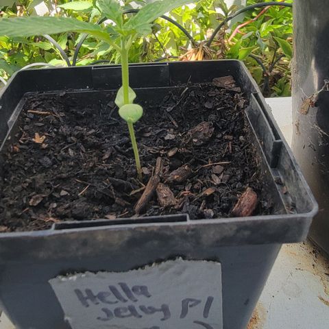 007: "Hella Jelly P5 #1" or AZUL?? growlog timeline photo