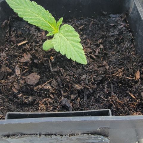 008: "Hella Jelly P5 #2"  growlog photo: Plant was falling. Readjusted and padded down soil 