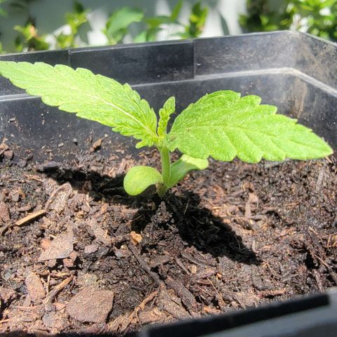 008: "Hella Jelly P5 #2"  growlog photo: Plant was falling. Readjusted and padded down soil 