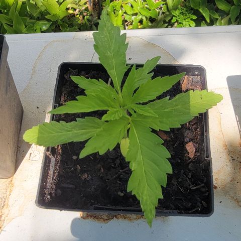 009: "OG Hella Jelly #1" growlog timeline photo
