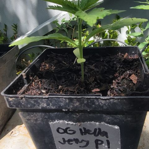 009: "OG Hella Jelly #1" growlog timeline photo