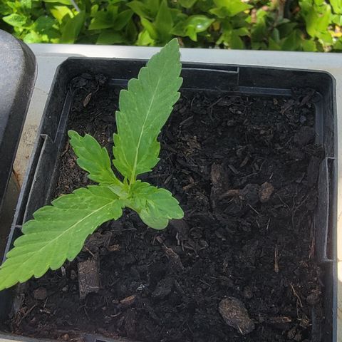 010: "OG Hella Jelly #2" growlog photo: Mushrooms taken out