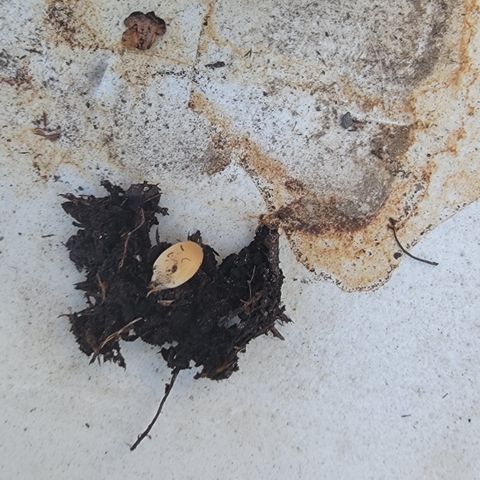 010: "OG Hella Jelly #2" growlog photo: Mushrooms taken out