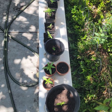 005: "Azul" growlog timeline photo