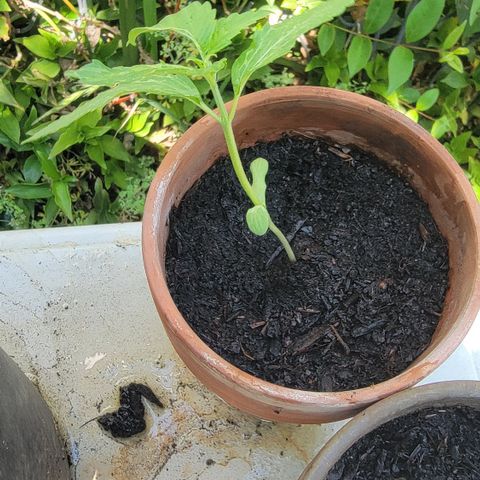 001: "Who Knows" growlog photo: Plant Was falling over. Adjusted upright