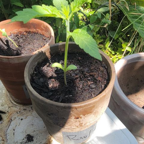 002: "Raul" growlog timeline photo