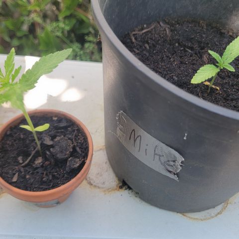004: "Mike #1 (Left Seed)" growlog timeline photo