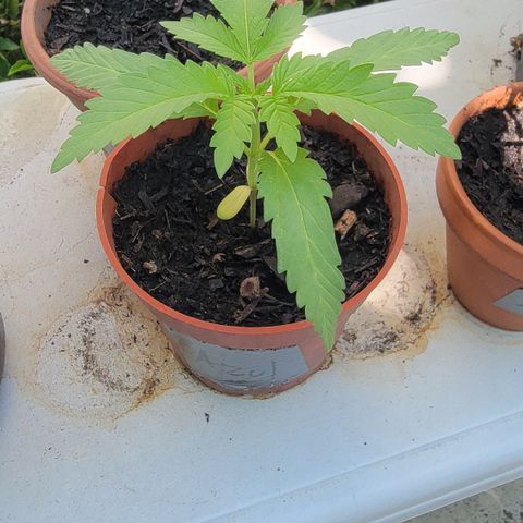 005: "Azul" growlog timeline photo