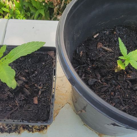 007: "Hella Jelly P5 #1" or AZUL?? growlog timeline photo