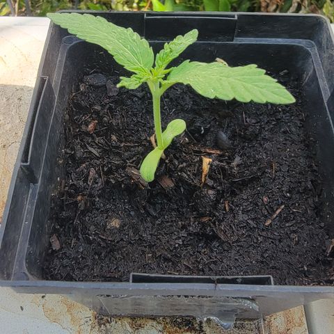 008: "Hella Jelly P5 #2"  growlog photo: Plant was falling over. Adjusted upright