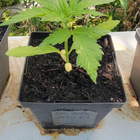 009: "OG Hella Jelly #1" growlog timeline photo