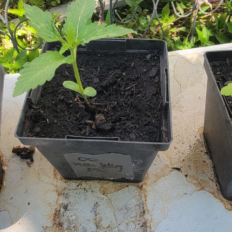 010: "OG Hella Jelly #2" growlog timeline photo