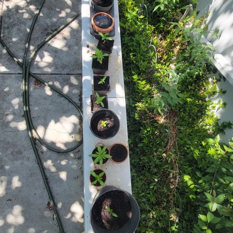 005: "Azul" growlog timeline photo