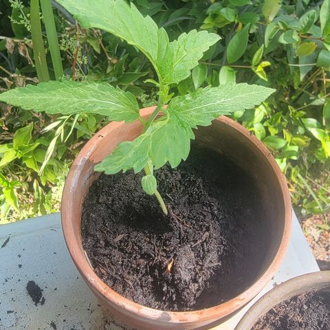 001: "Who Knows" growlog photo: Needed some upright adjusting. Also found some white larva