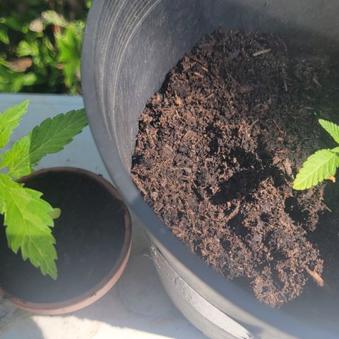 003: "Mike #2 (Right seed)  growlog timeline photo