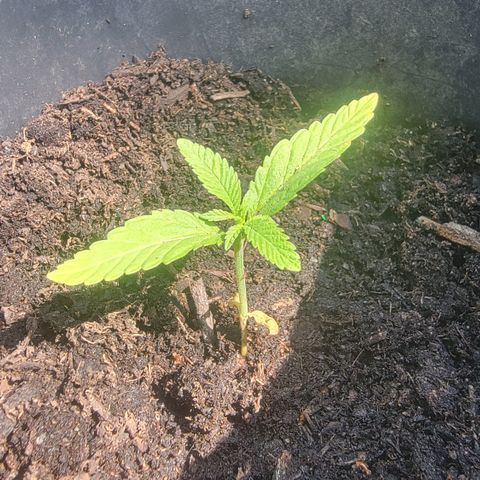 003: "Mike #2 (Right seed)  growlog timeline photo