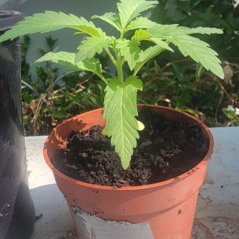 005: "Azul" growlog timeline photo