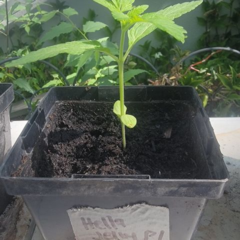 007: "Hella Jelly P5 #1" or AZUL?? growlog timeline photo