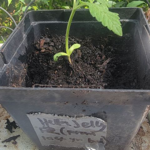 008: "Hella Jelly P5 #2"  growlog timeline photo