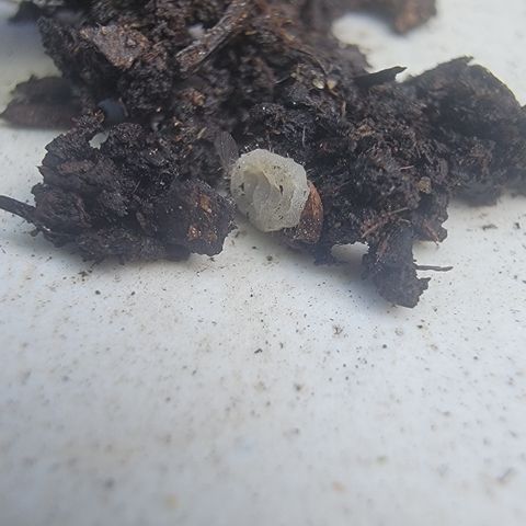 009: "OG Hella Jelly #1" growlog photo: Found more larvae