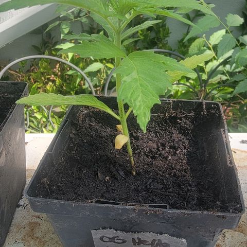 009: "OG Hella Jelly #1" growlog photo: Found more larvae