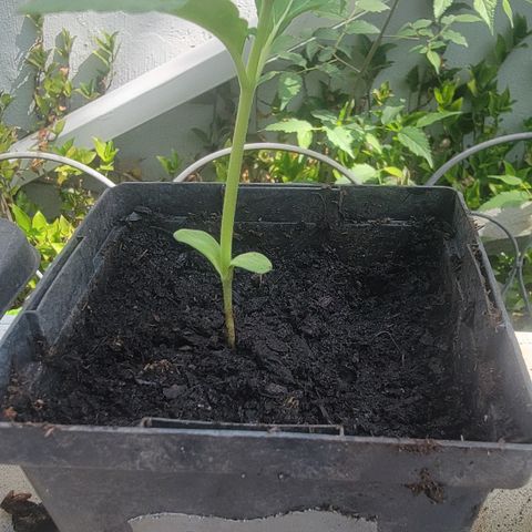 010: "OG Hella Jelly #2" growlog photo: Some larvae