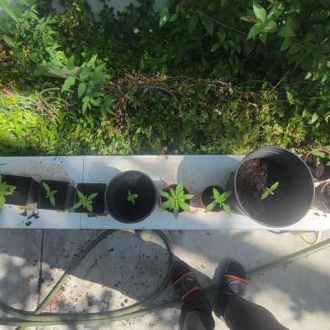 005: "Azul" growlog timeline photo
