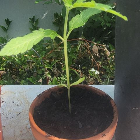 004: "Mike #1 (Left Seed)" growlog timeline photo
