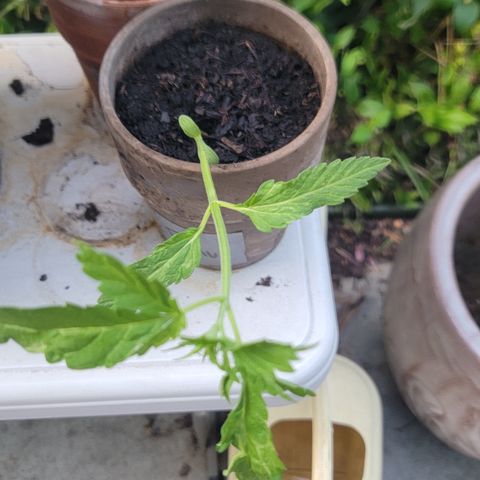 002: "Raul" growlog photo: Falling over. Adjusted upright