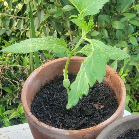 001: "Who Knows" growlog photo: Slightly falling over. Adjusted upright