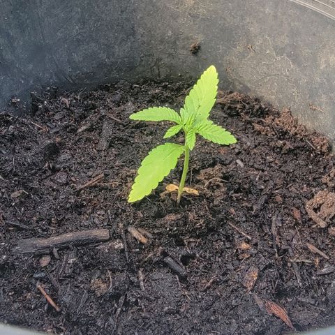 003: "Mike #2 (Right seed)  growlog timeline photo
