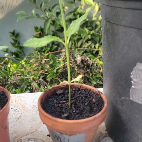 004: "Mike #1 (Left Seed)" growlog timeline photo