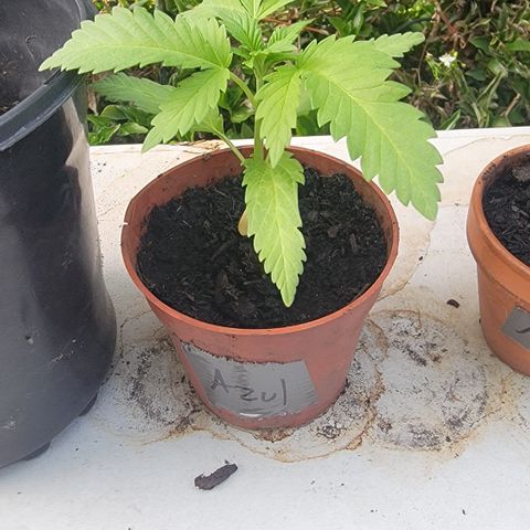 005: "Azul" growlog timeline photo