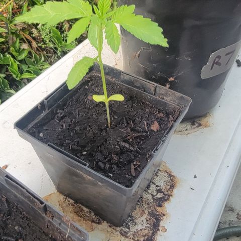 007: "Hella Jelly P5 #1" or AZUL?? growlog photo: Slightly falling over. Adjusted upright