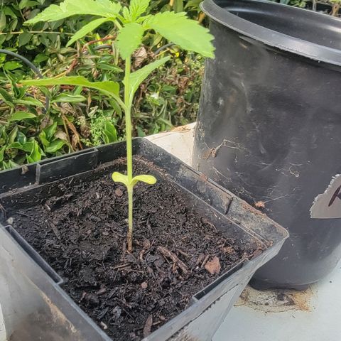 007: "Hella Jelly P5 #1" or AZUL?? growlog photo: Slightly falling over. Adjusted upright