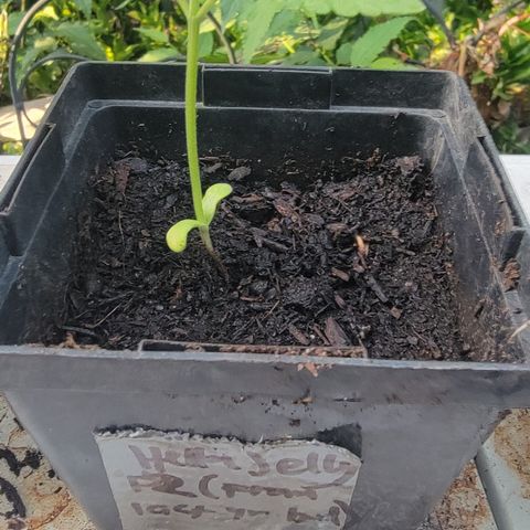 008: "Hella Jelly P5 #2"  growlog timeline photo
