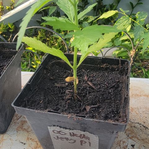 009: "OG Hella Jelly #1" growlog timeline photo
