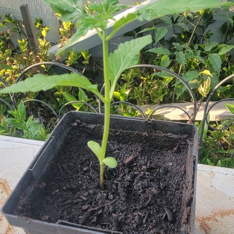 010: "OG Hella Jelly #2" growlog timeline photo