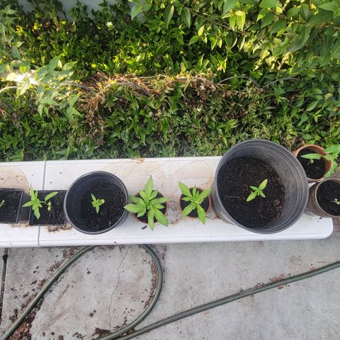 005: "Azul" growlog timeline photo
