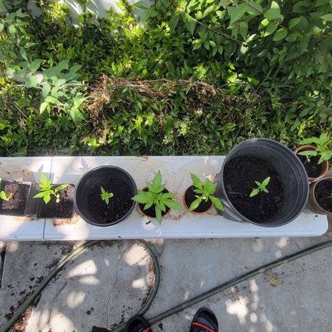 005: "Azul" growlog timeline photo