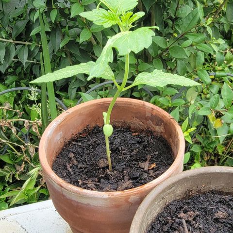 001: "Who Knows" growlog timeline photo