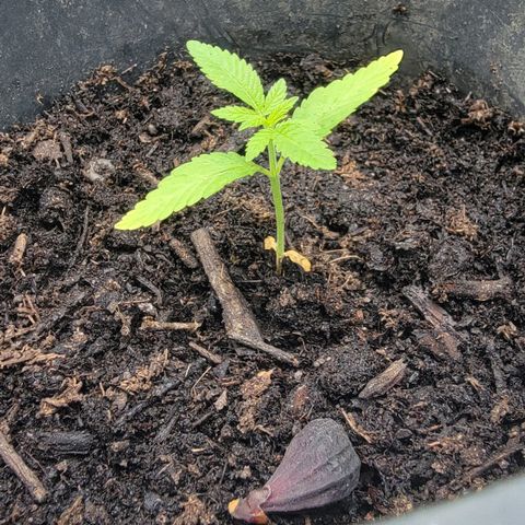003: "Mike #2 (Right seed)  growlog timeline photo