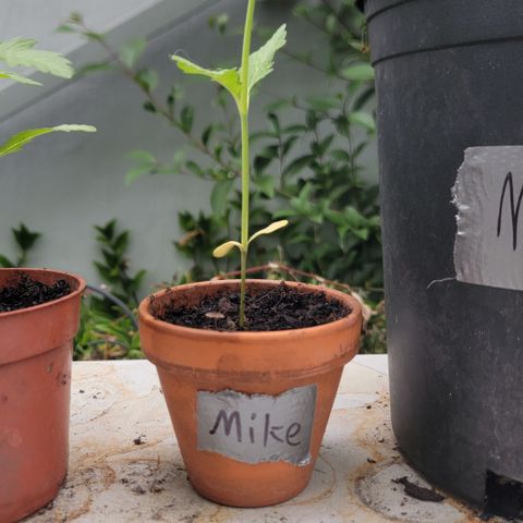 004: "Mike #1 (Left Seed)" growlog timeline photo