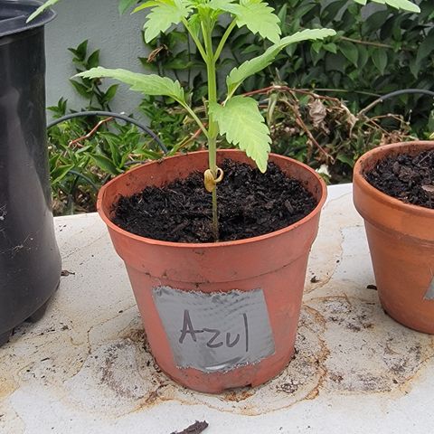 005: "Azul" growlog timeline photo