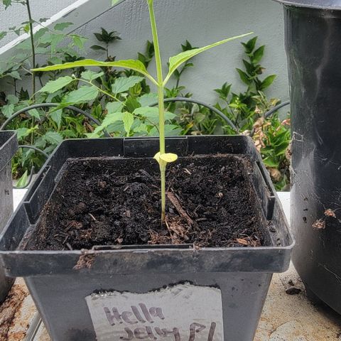 007: "Hella Jelly P5 #1" or AZUL?? growlog timeline photo