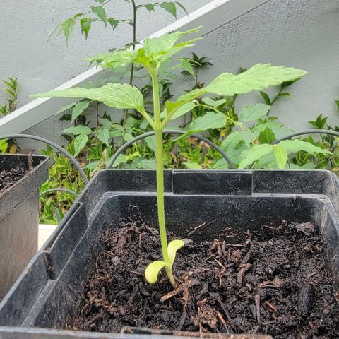 008: "Hella Jelly P5 #2"  growlog timeline photo