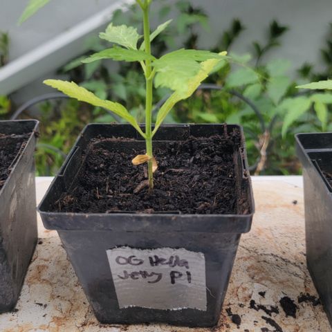 009: "OG Hella Jelly #1" growlog timeline photo